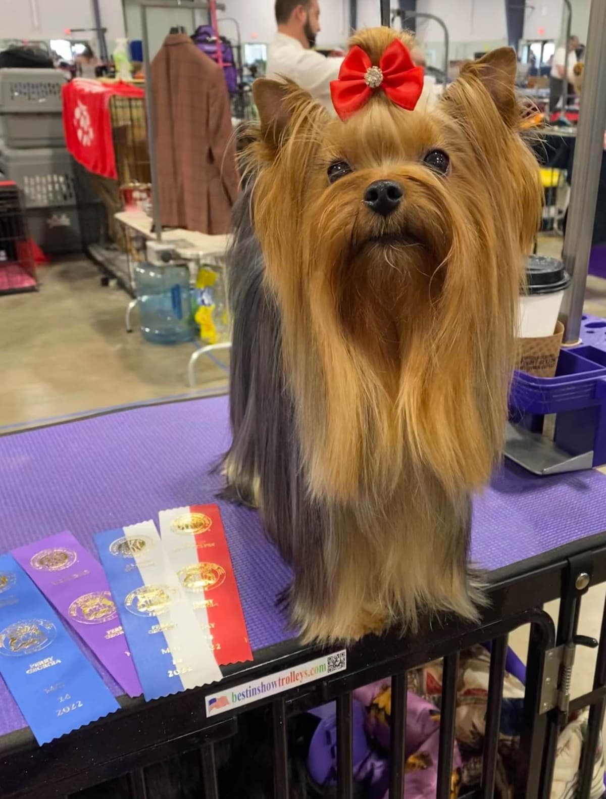 Yorkshire Terrier Puppies breeder image 6