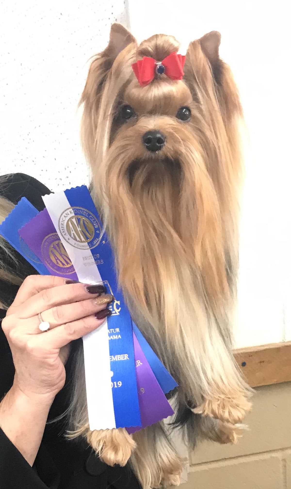 Yorkshire Terrier Puppies breeder image 5