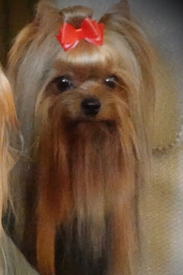 Yorkshire Terrier Puppies media 2