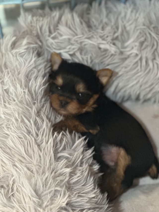 Yorkshire Terrier Puppies media 3