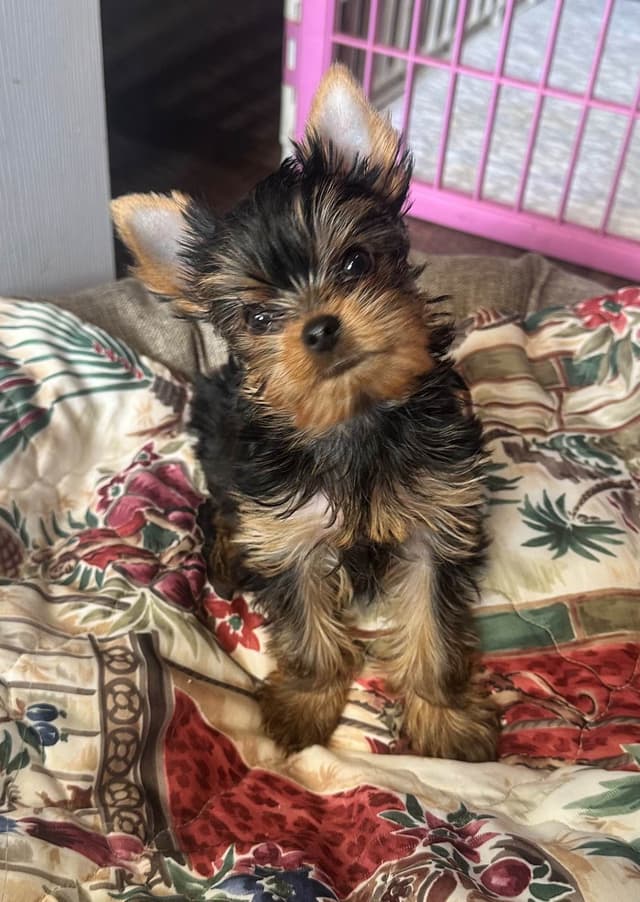 Yorkshire Terrier Puppies media 4