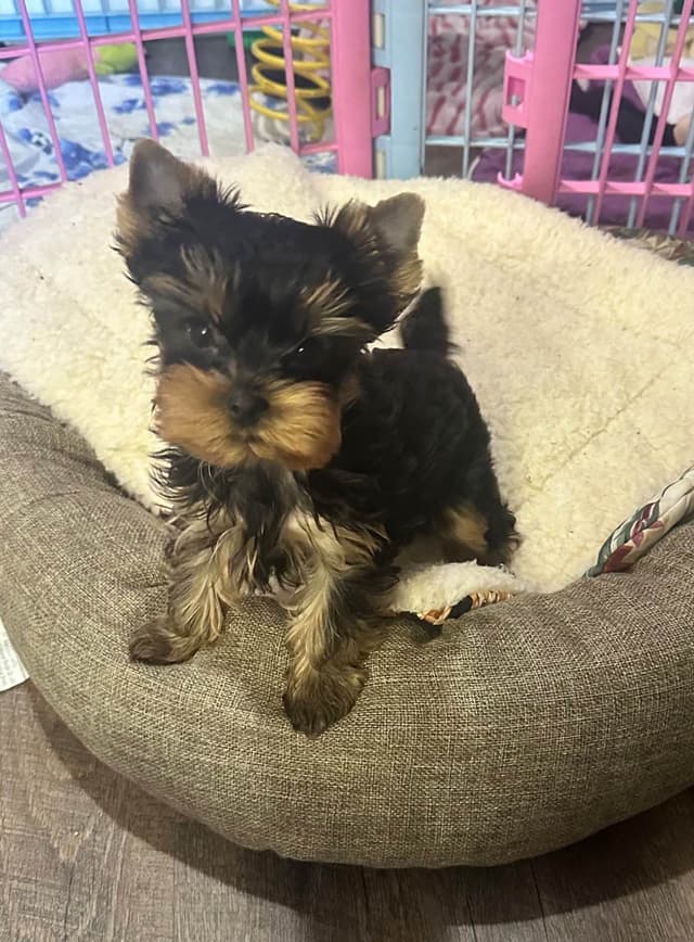 Yorkshire Terrier Puppies media 5
