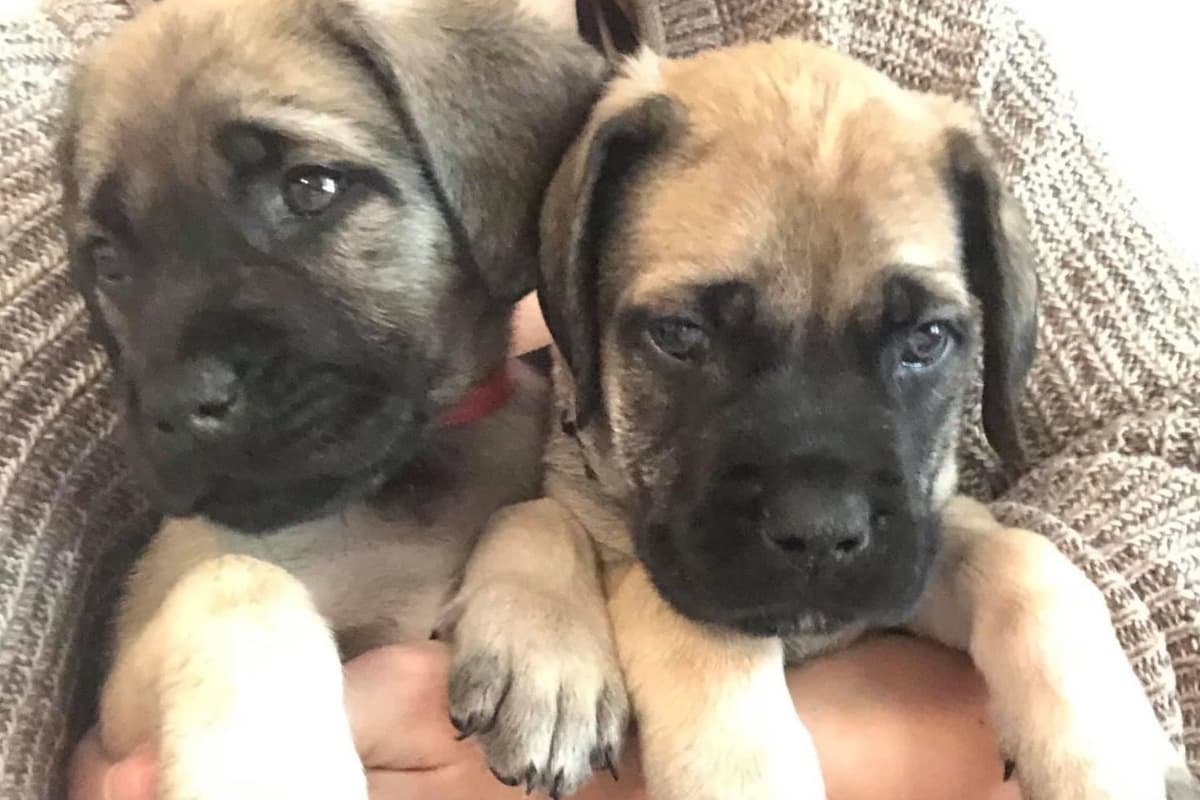 ❤️❤️Puppies❤️❤️ breeder image 7
