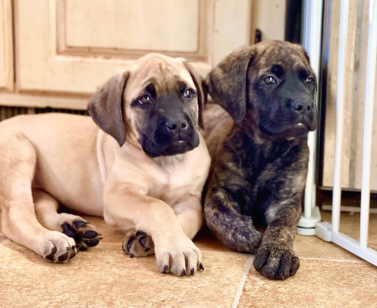 ❤️❤️Puppies❤️❤️ breeder image 2