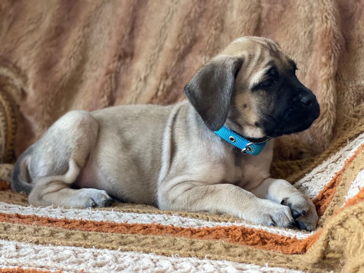 ❤️❤️Puppies❤️❤️ breeder image 15