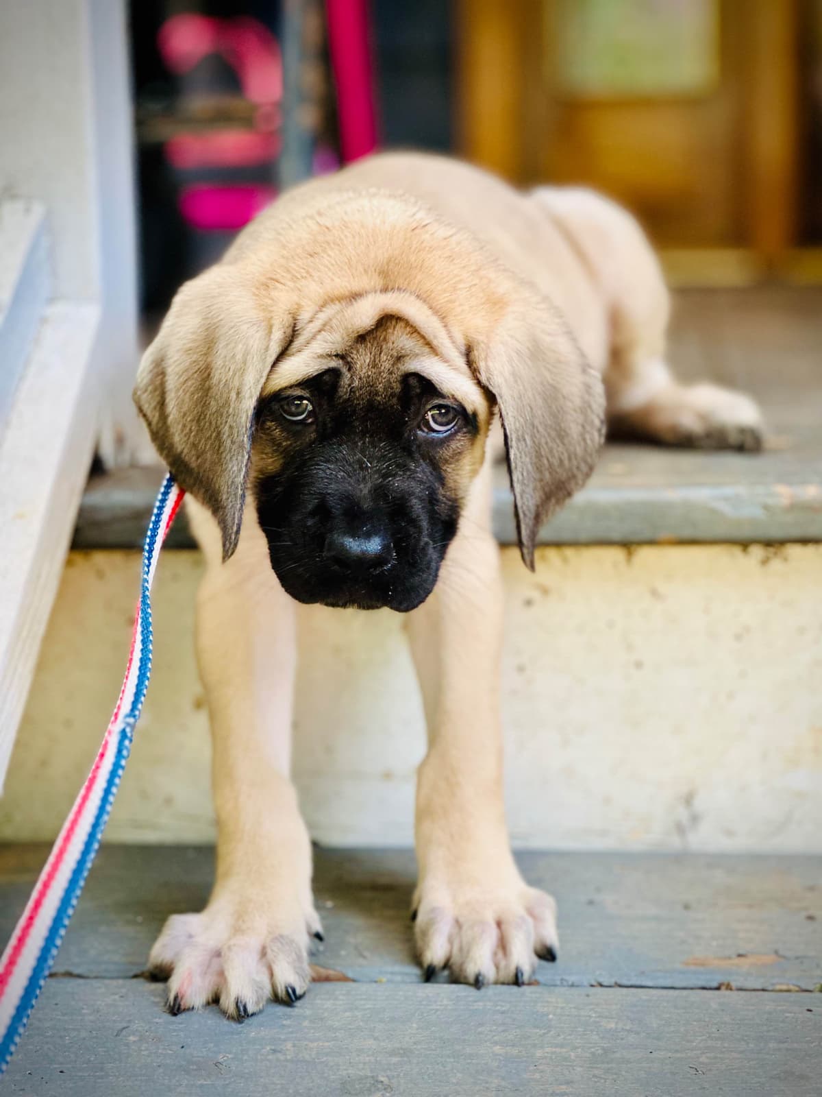 ❤️❤️Puppies❤️❤️ breeder image 17