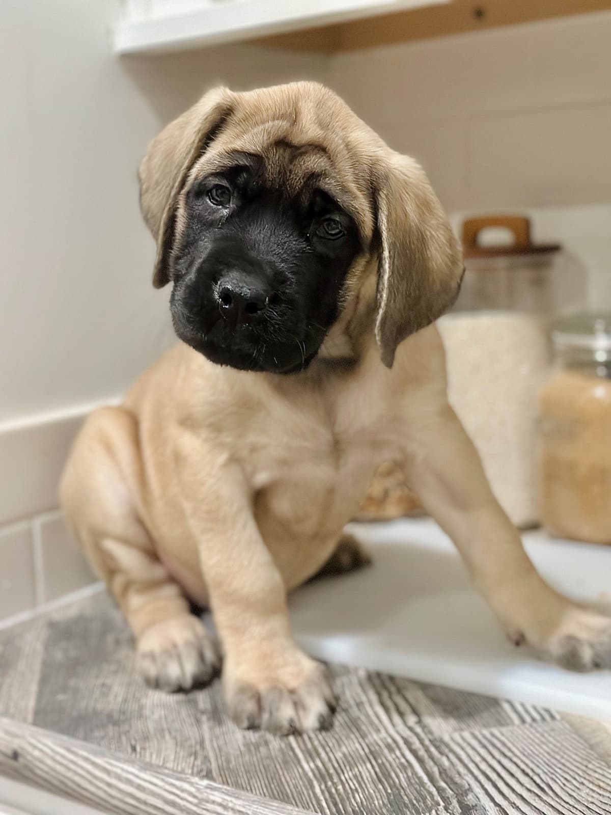 ❤️❤️Puppies❤️❤️ breeder image 19