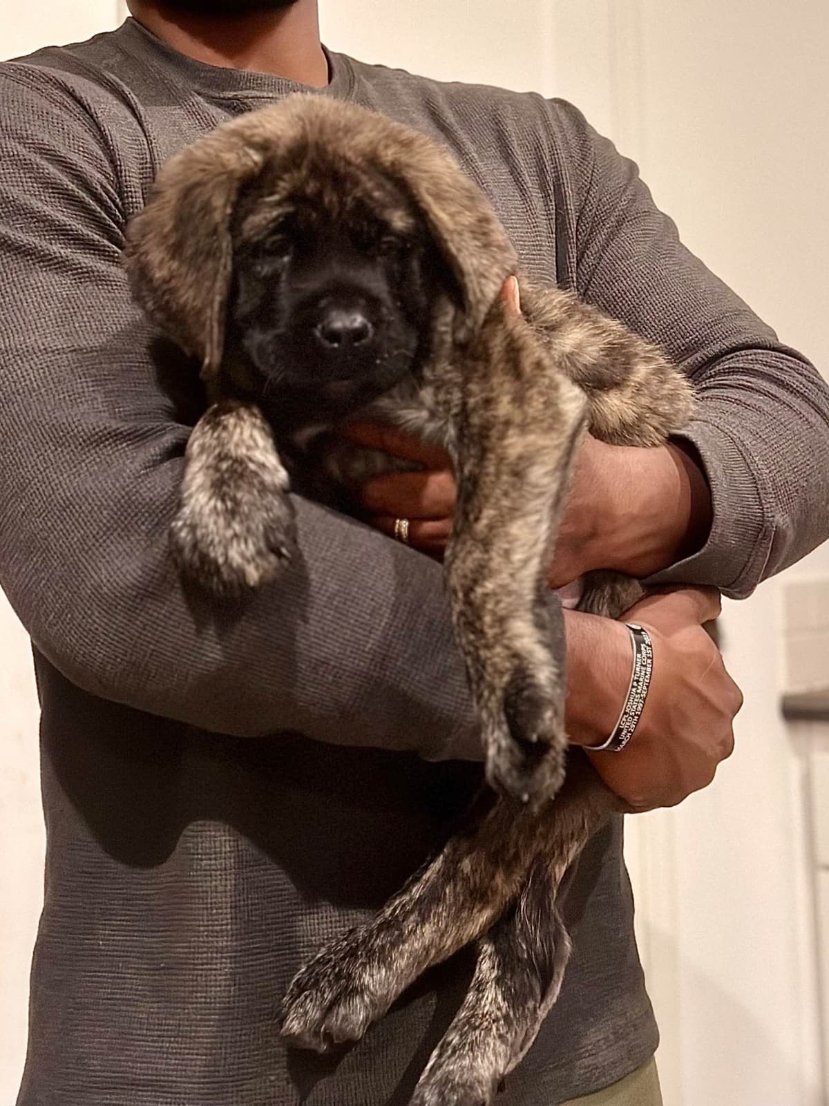 ❤️❤️Puppies❤️❤️ breeder image 21