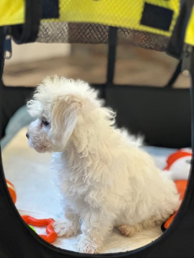 Service Dog Prospects media 4