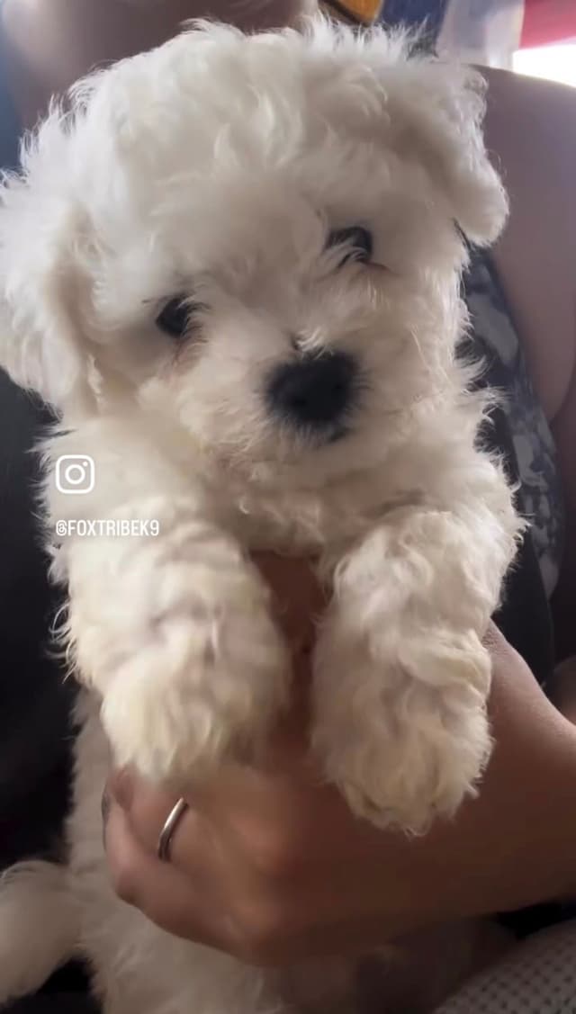 ❤️❤️Puppies❤️❤️ media 2