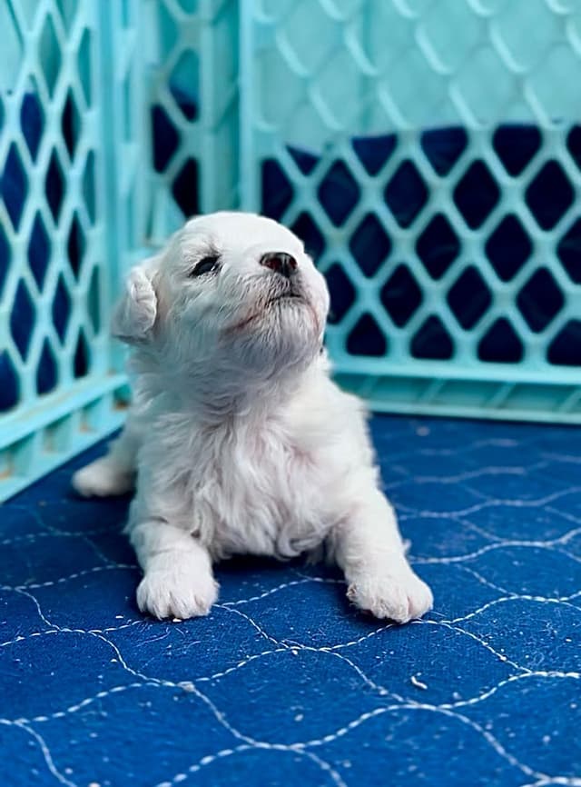 ❤️❤️Puppies❤️❤️ media 3