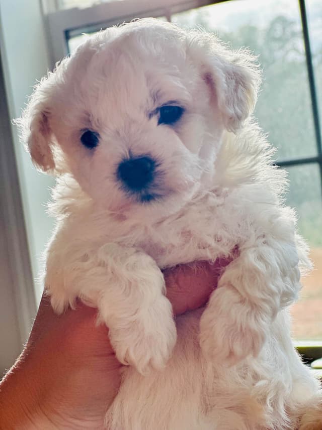 ❤️❤️Puppies❤️❤️ media 4
