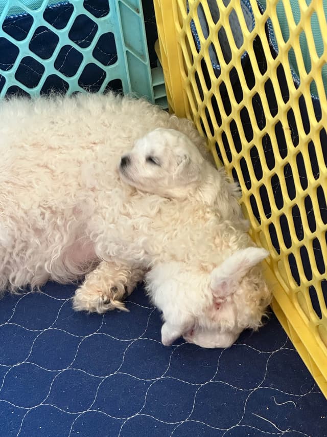 ❤️❤️Puppies❤️❤️ media 5