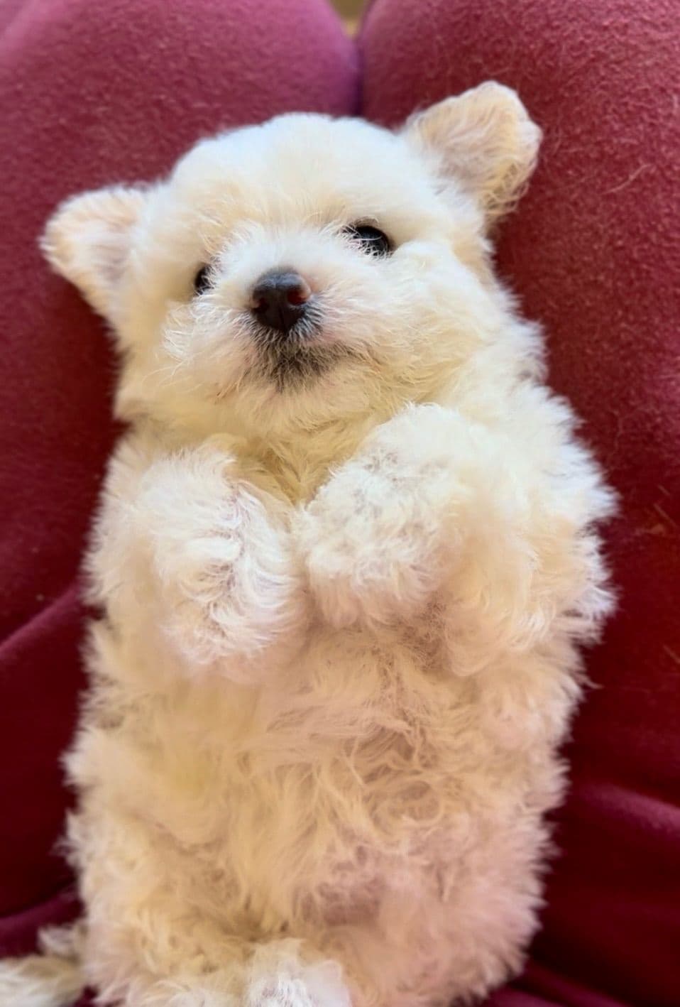 ❤️❤️Puppies❤️❤️ breeder image 26