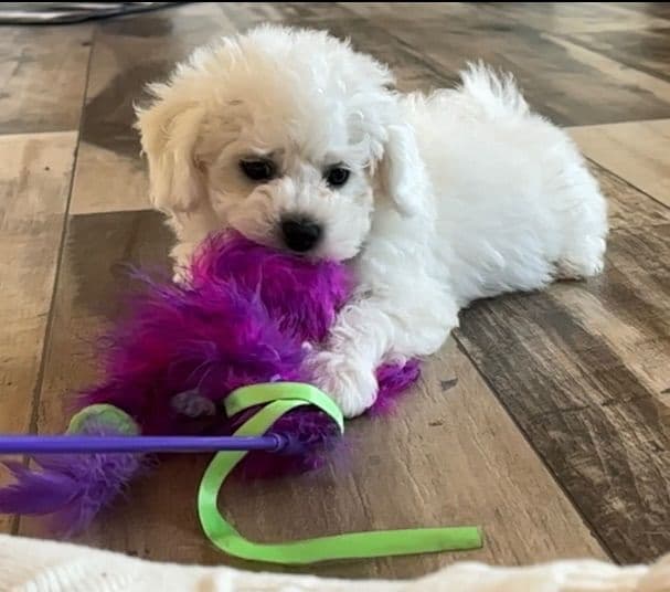 Puppies media 2