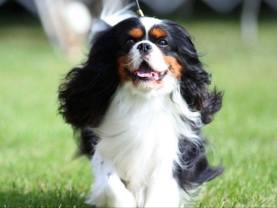 Cavalier King Charles Spaniel Puppies breeder image 1
