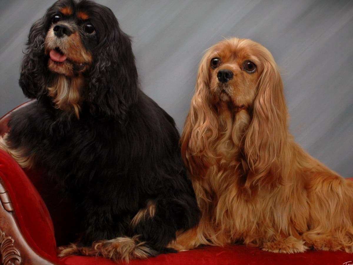 Cavalier King Charles Spaniel Puppies breeder image 2