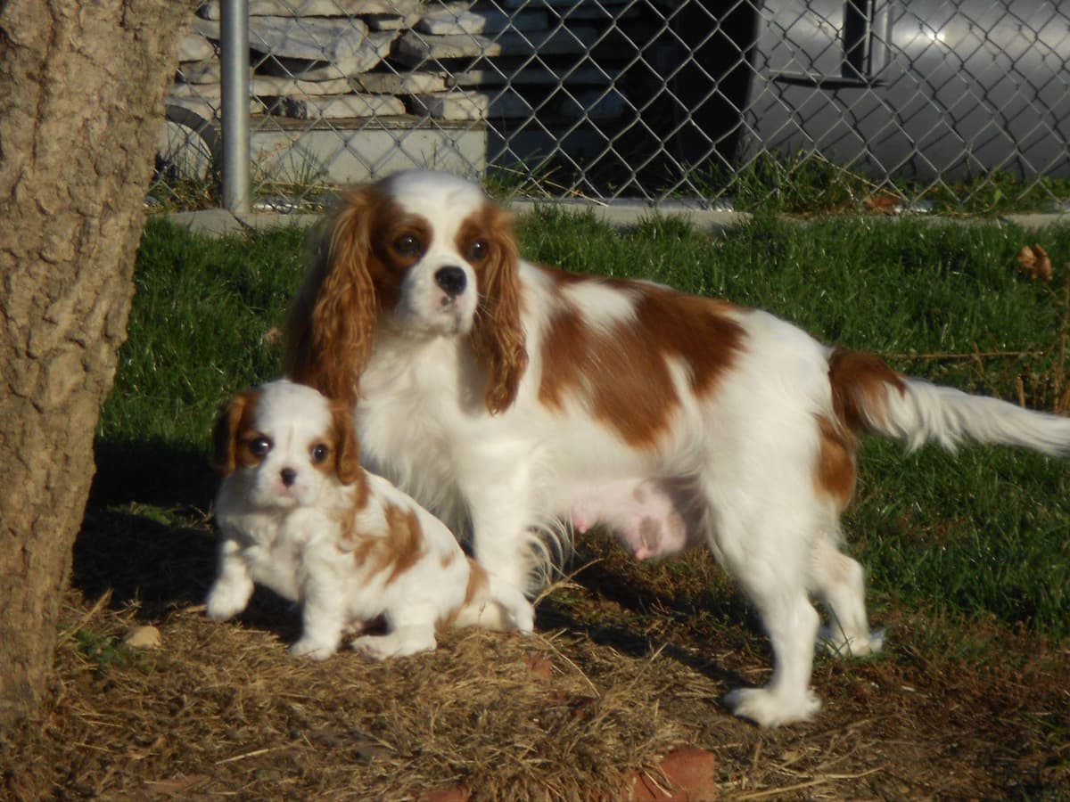 Cavalier King Charles Spaniel Puppies breeder image 3