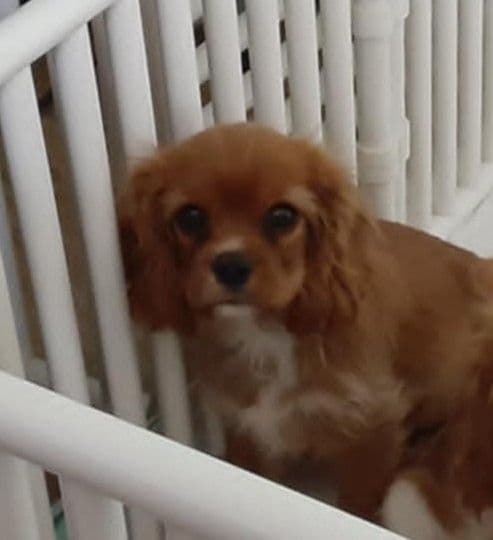 Cavalier King Charles Spaniel Puppies media 2