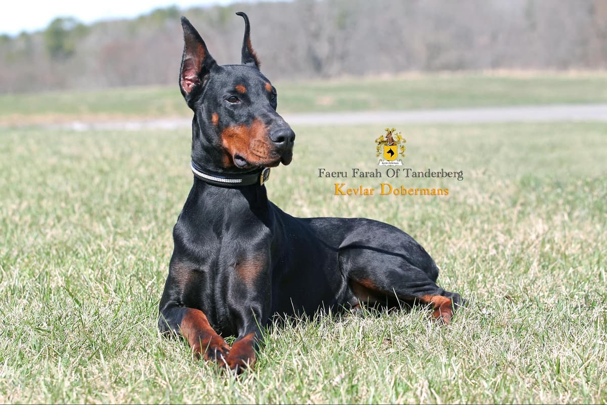 Doberman Pinscher Puppies breeder image 4