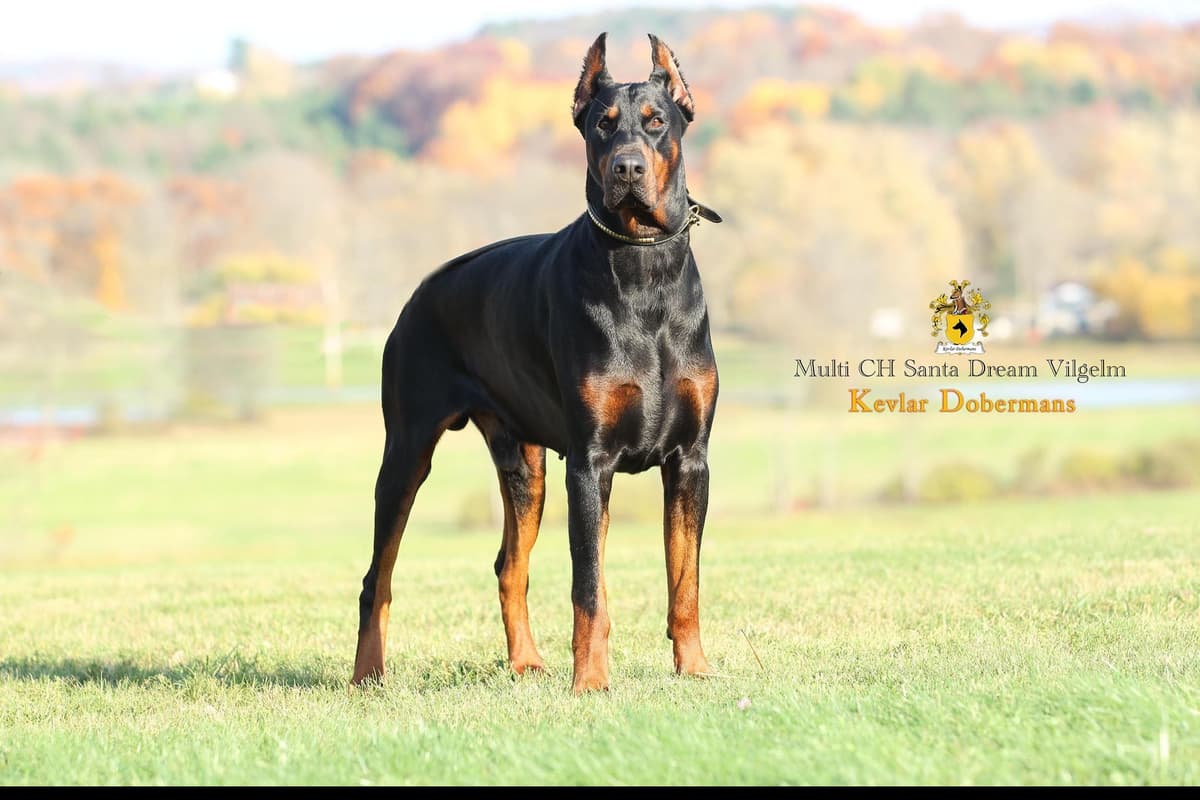 Doberman Pinscher Puppies breeder image 1
