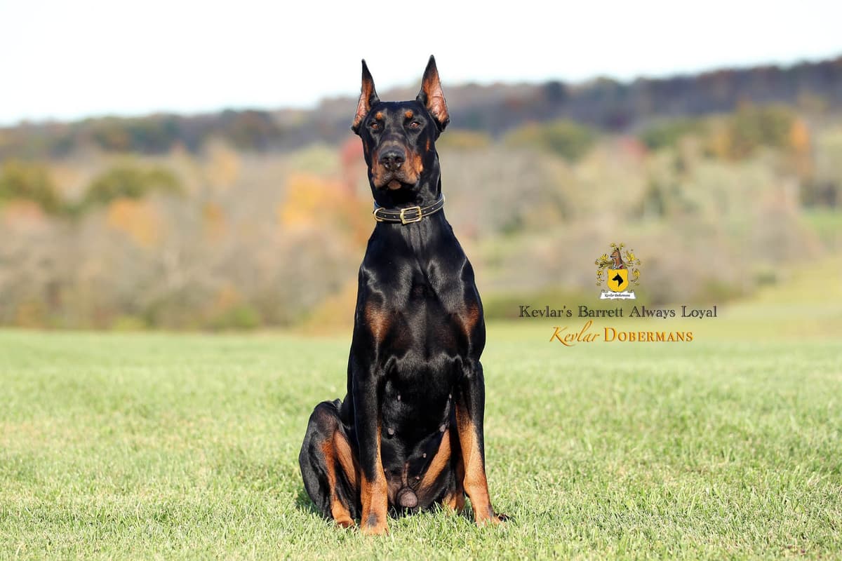 Doberman Pinscher Puppies breeder image 3