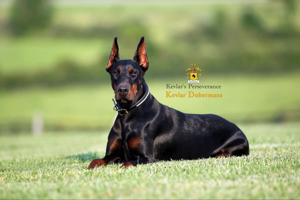 Doberman Pinscher Puppies breeder image 5