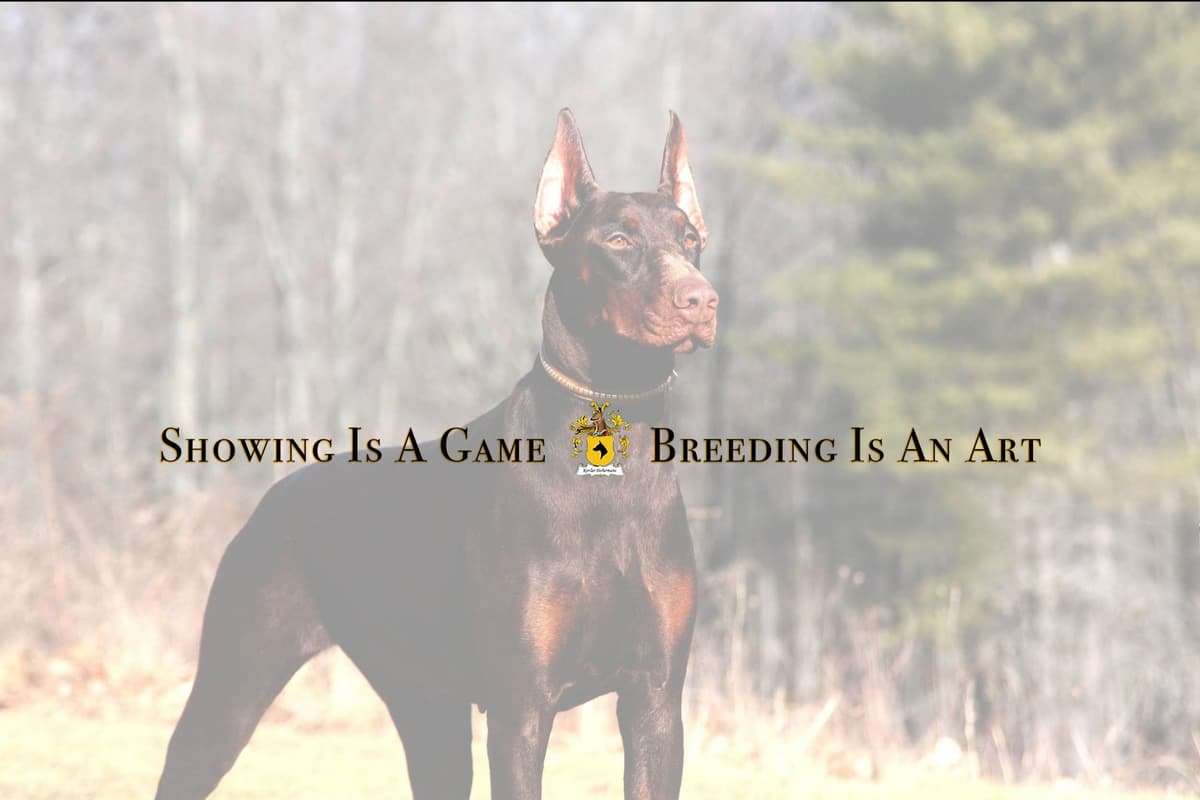 Doberman Pinscher Puppies breeder image 2