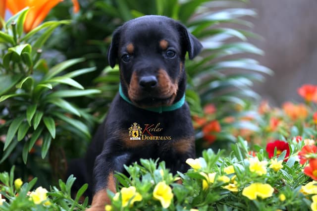 Doberman Pinscher Puppies media 2