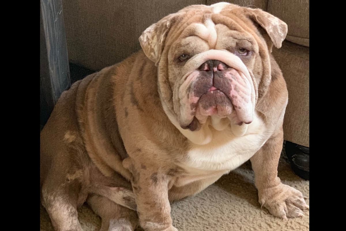 AKC Registered English Bulldog Puppies breeder image 1