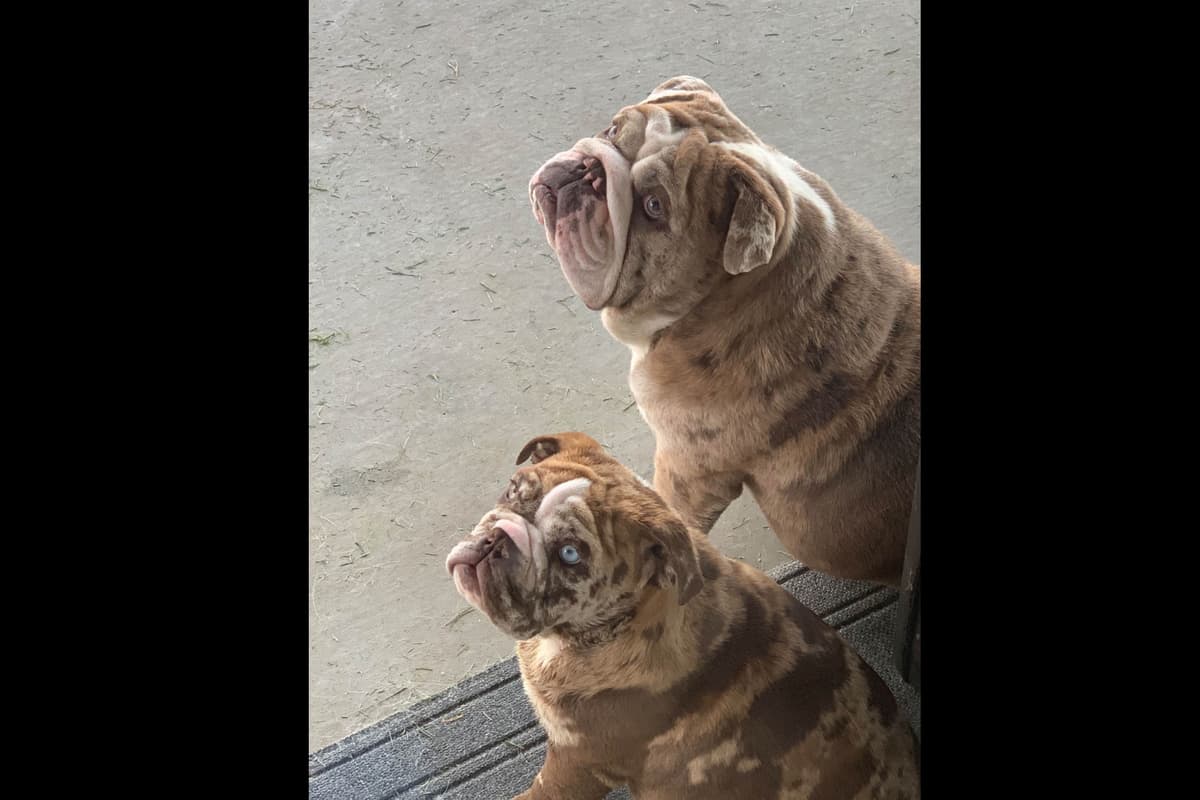 AKC Registered English Bulldog Puppies breeder image 2