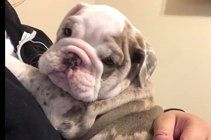 AKC Registered English Bulldog Puppies breeder image 3