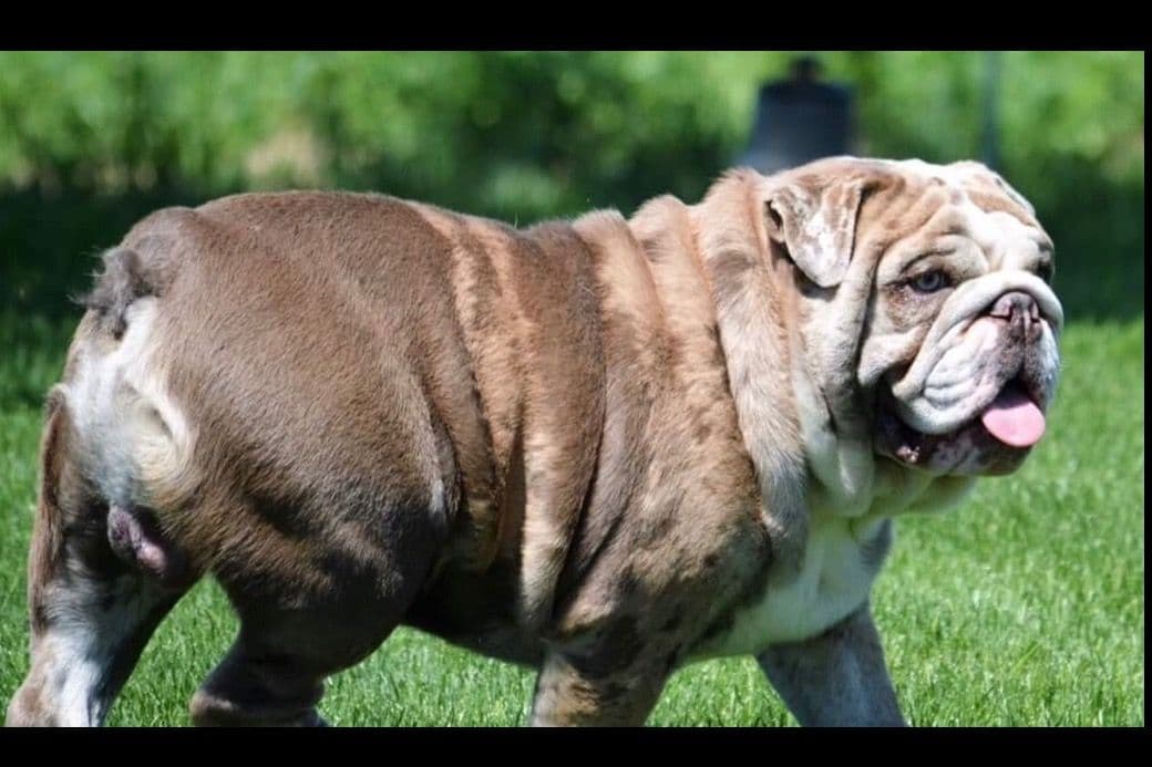 AKC Registered English Bulldog Puppies breeder image 4