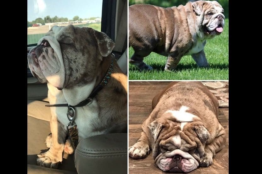 AKC Registered English Bulldog Puppies breeder image 5