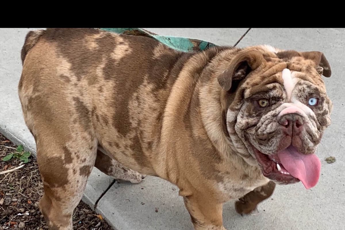 AKC Registered English Bulldog Puppies breeder image 6