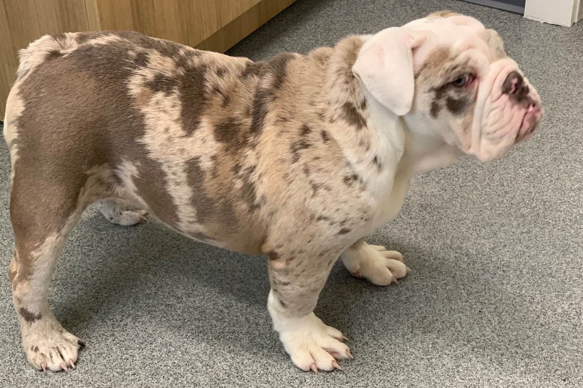 AKC Registered English Bulldog Puppies breeder image 7