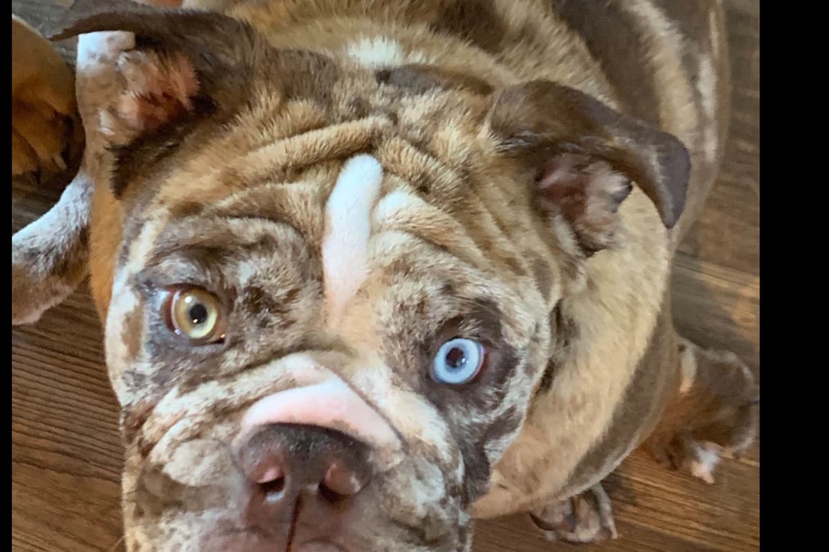 AKC Registered English Bulldog Puppies breeder image 8
