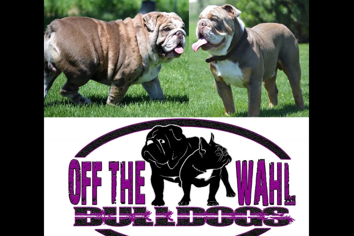 AKC Registered English Bulldog Puppies breeder image 9
