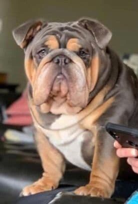 AKC Registered English Bulldog Puppies breeder image 10