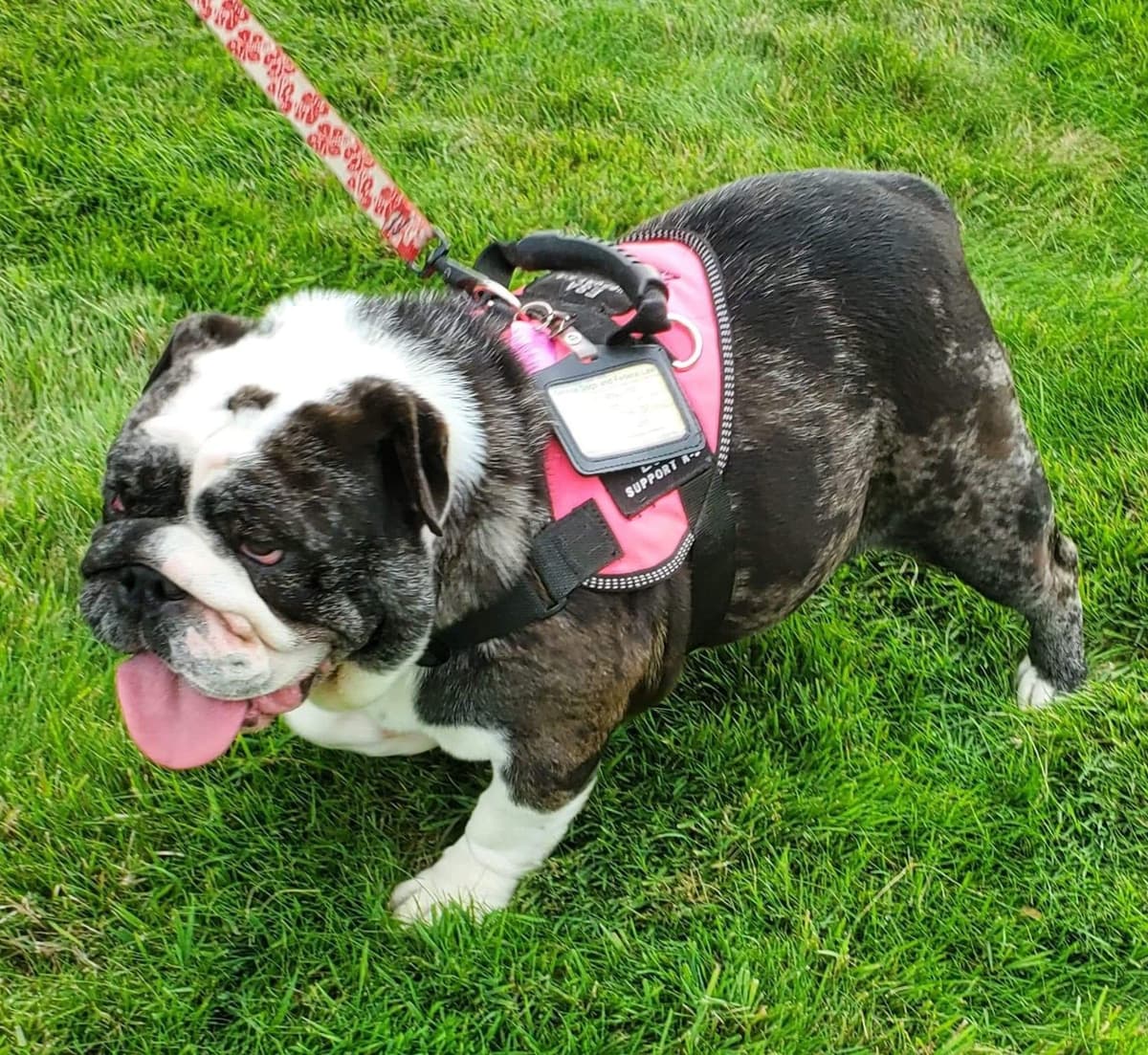 AKC Registered English Bulldog Puppies breeder image 11