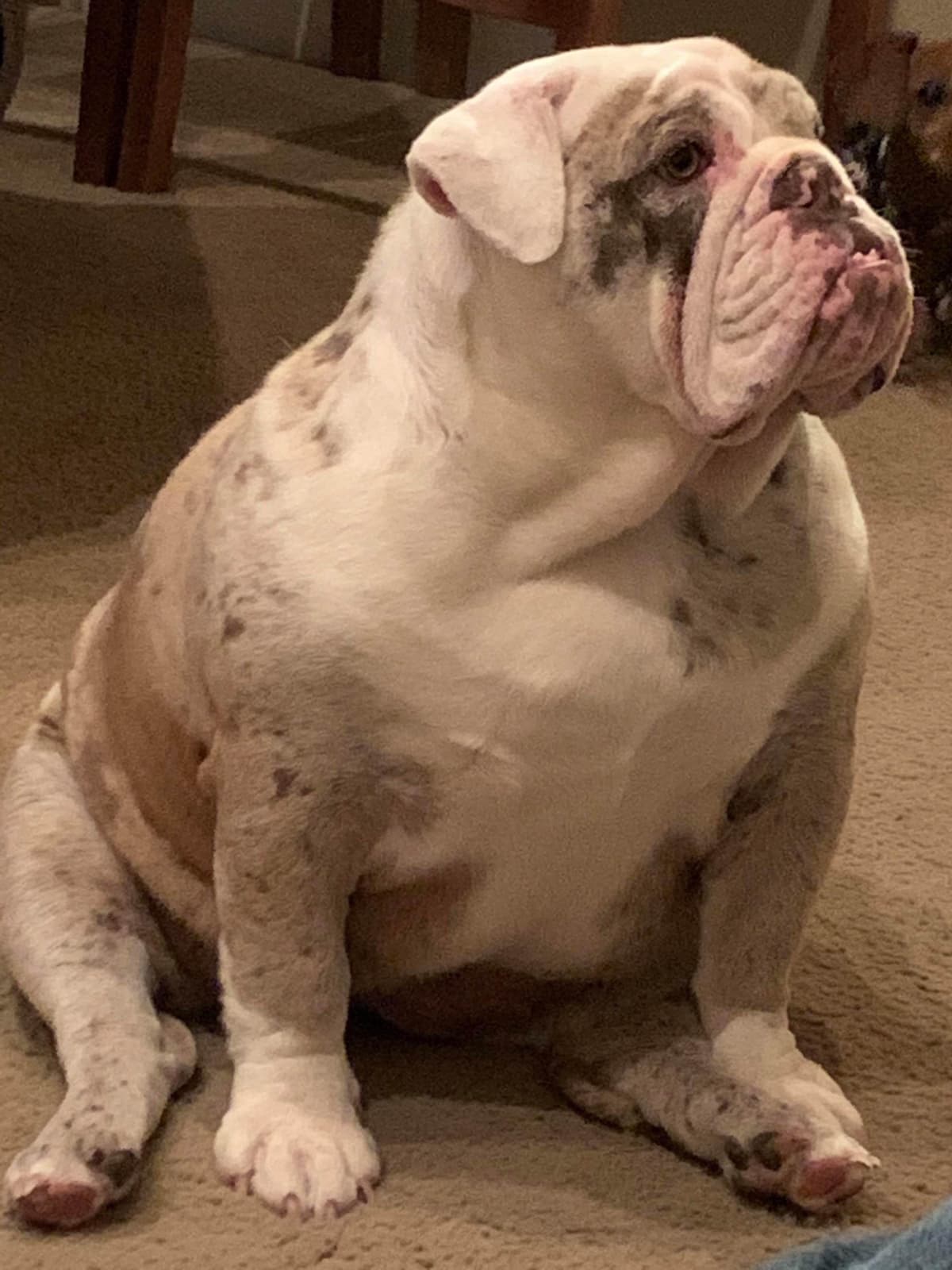 AKC Registered English Bulldog Puppies breeder image 13