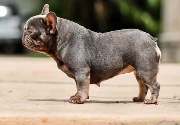 AKC Registered English Bulldog Puppies breeder image 15