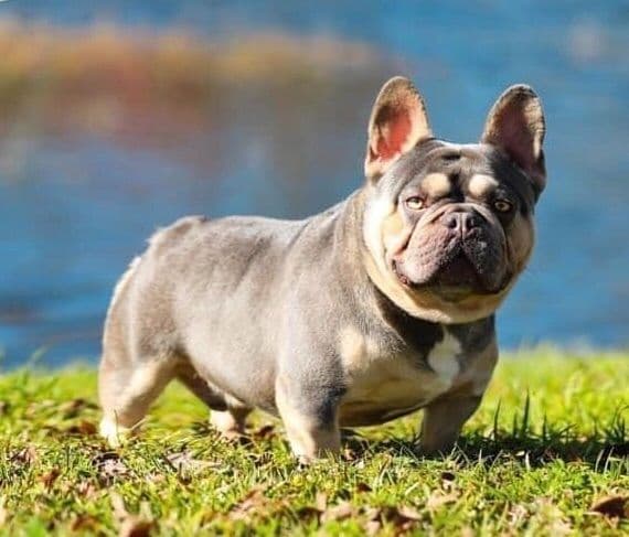 AKC Registered English Bulldog Puppies breeder image 16