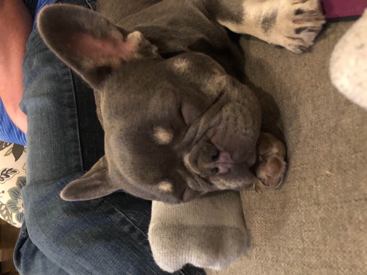 AKC Registered English Bulldog Puppies breeder image 20