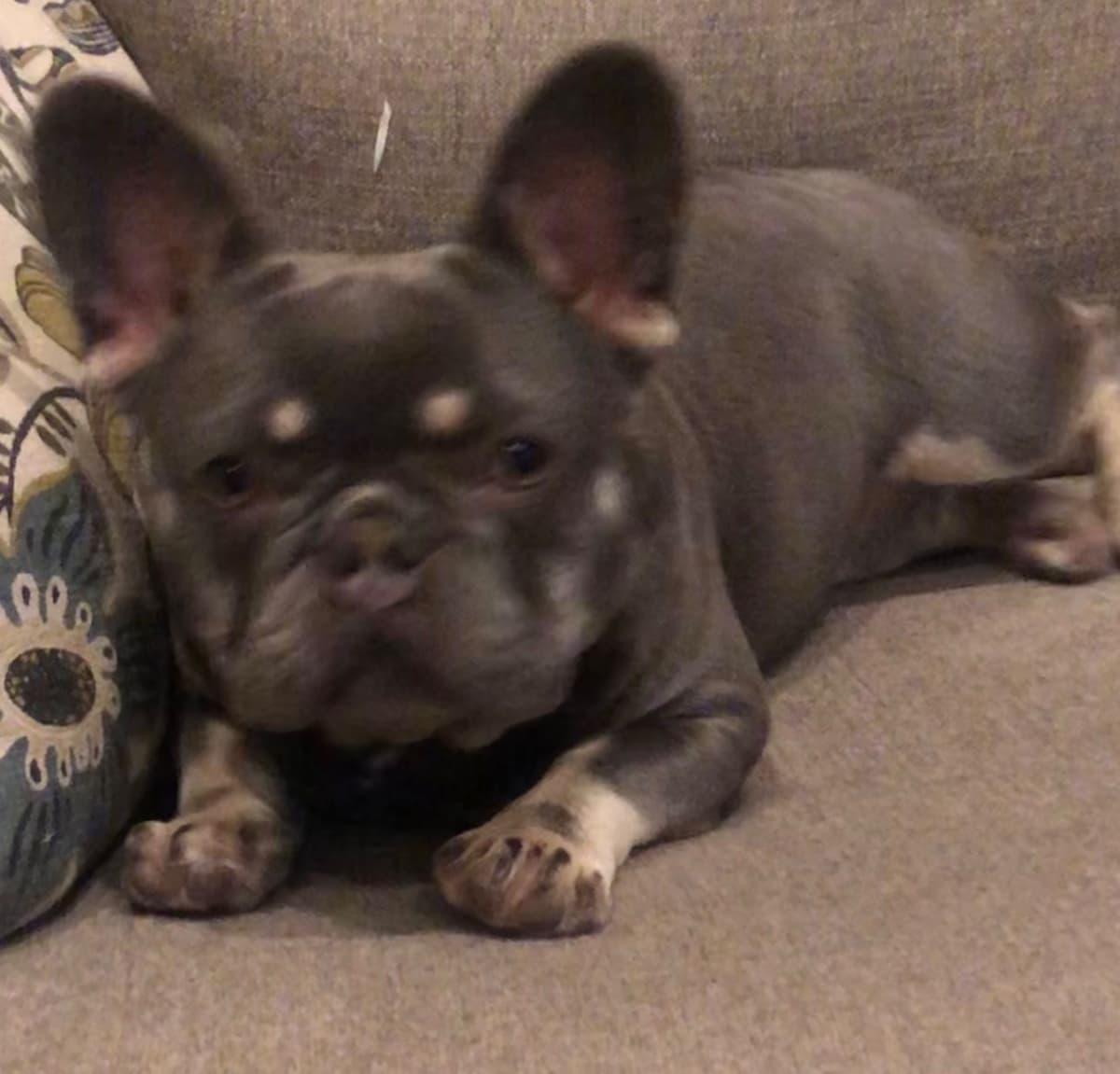 AKC Registered English Bulldog Puppies breeder image 19