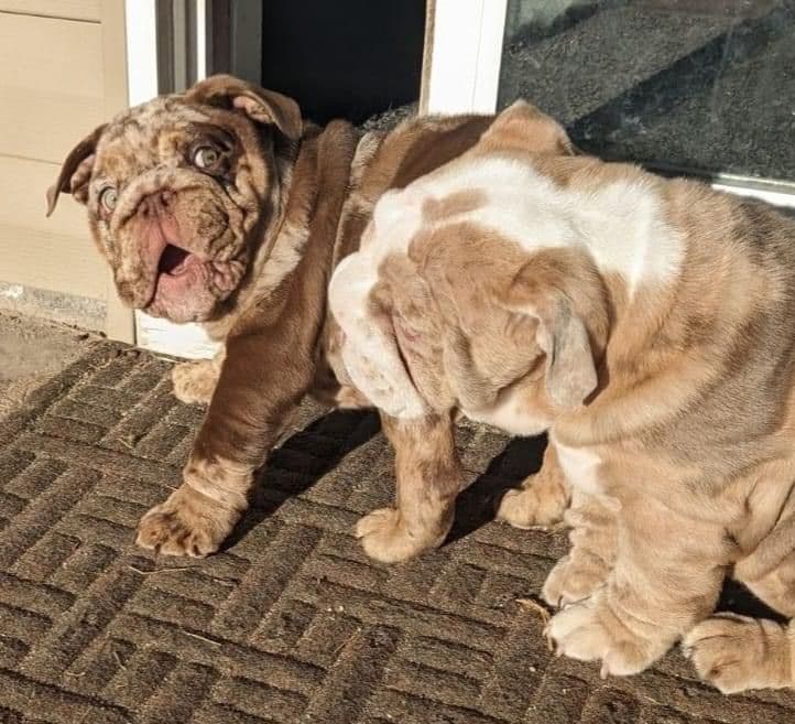 AKC Registered English Bulldog Puppies breeder image 22