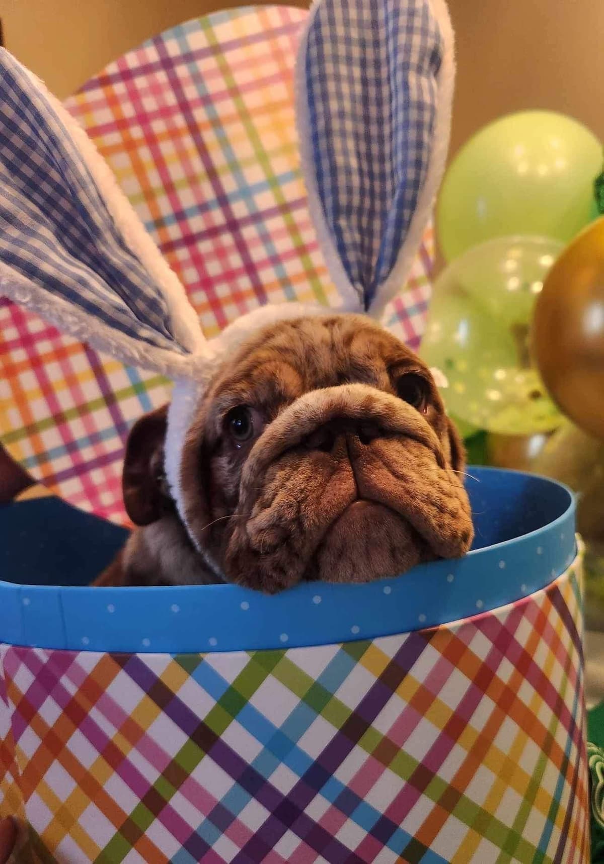 AKC Registered English Bulldog Puppies breeder image 27