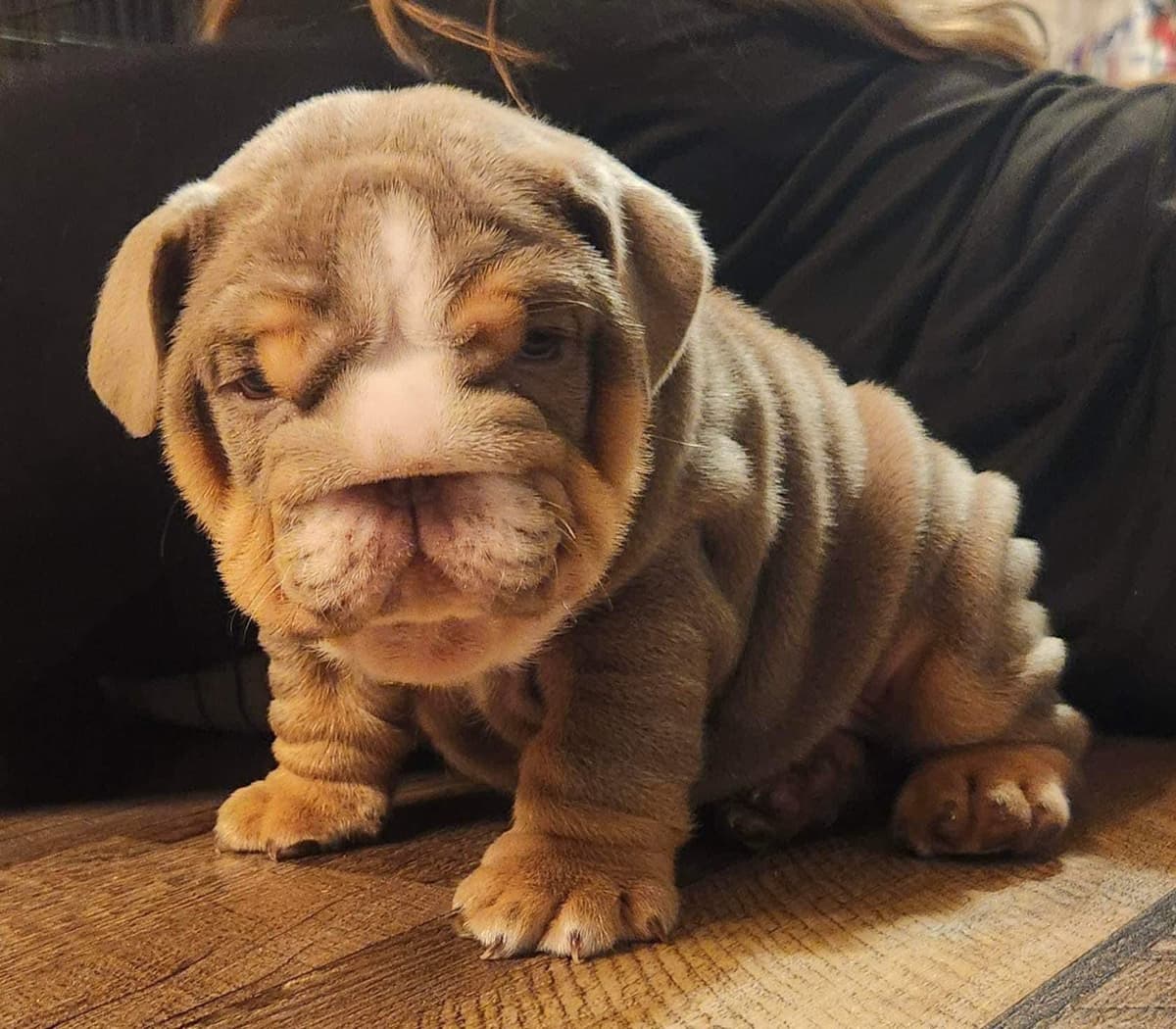 AKC Registered English Bulldog Puppies breeder image 24