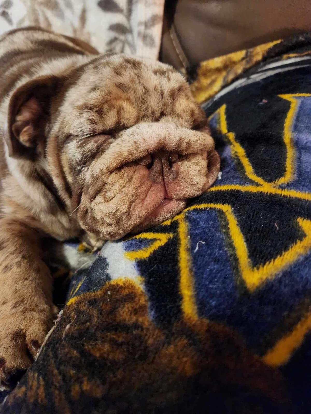 AKC Registered English Bulldog Puppies breeder image 28