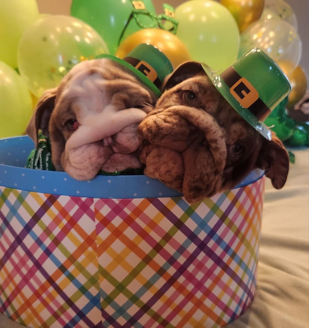 AKC Registered English Bulldog Puppies breeder image 30